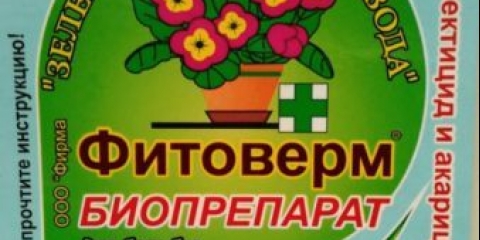 Lisne uši na kopru: kako se riješiti narodnih lijekova i kemikalija